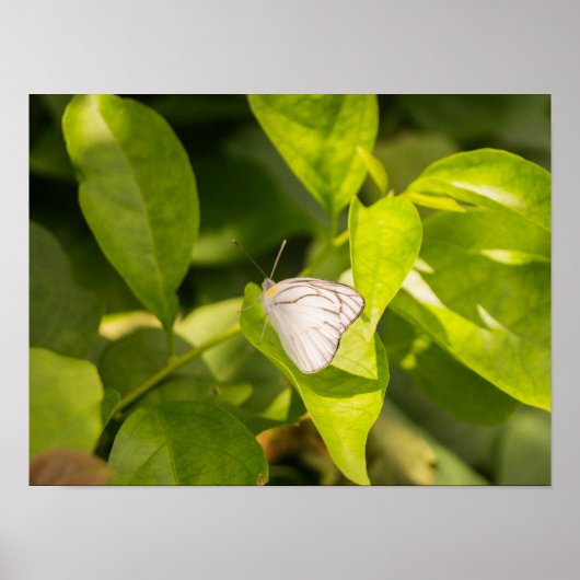 Ascia_02 Poster (Vorne)