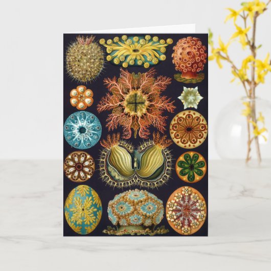 Ascidiacea, Geburtstag Karte (Gelbe Blume)