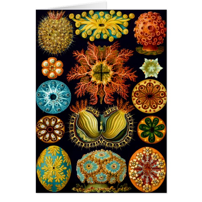 Ascidiacea (Meerücken), Ernst Haeckel Fine Art (Vorne)