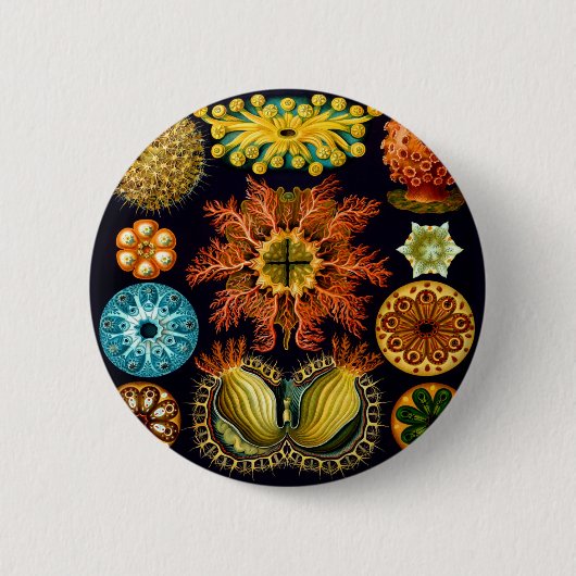 Ascidiacea (Meerücken), Ernst Haeckel Fine Art Button (Vorderseite)