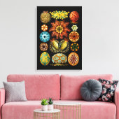 Ascidiacea (Meerücken), Ernst Haeckel Fine Art Leinwanddruck (Insitu (Wohnzimmer))
