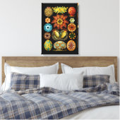 Ascidiacea (Meerücken), Ernst Haeckel Fine Art Leinwanddruck (Insitu (Schlafzimmer))