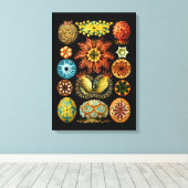 Ascidiacea (Meerücken), Ernst Haeckel Fine Art Leinwanddruck (Insitu (Holzboden))