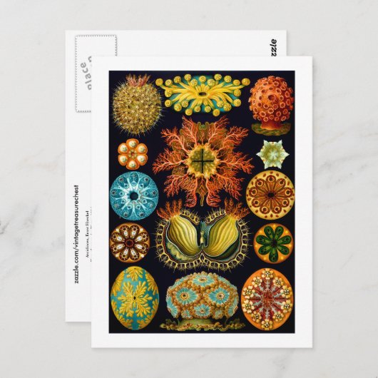 Ascidiacea (Meerücken), Ernst Haeckel Fine Art Postkarte (Vorne/Hinten)