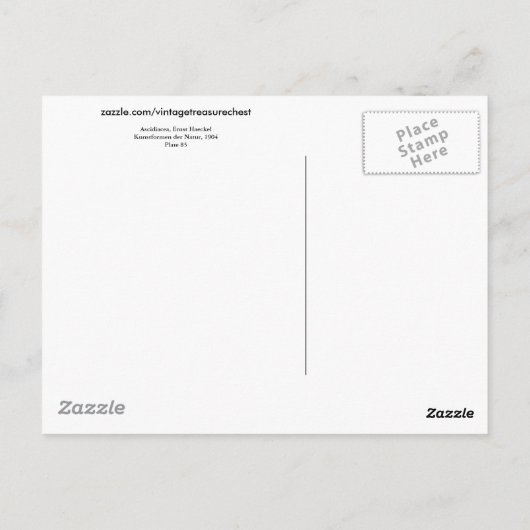 Ascidiacea (Meerücken), Ernst Haeckel Fine Art Postkarte (Rückseite)