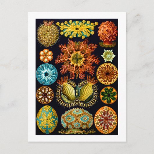 Ascidiacea (Meerücken), Ernst Haeckel Fine Art Postkarte (Vorderseite)