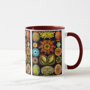 Ascidiacea (Meerücken), Ernst Haeckel Fine Art Tasse