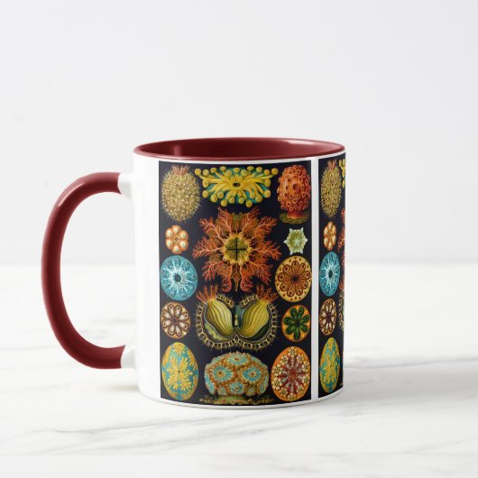 Ascidiacea (Meerücken), Ernst Haeckel Fine Art Tasse (Links)