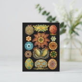 Ascidiacea Postkarte (Stehend Vorderseite)