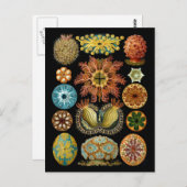 Ascidiacea Postkarte (Vorne/Hinten)