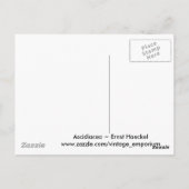 Ascidiacea Postkarte (Rückseite)