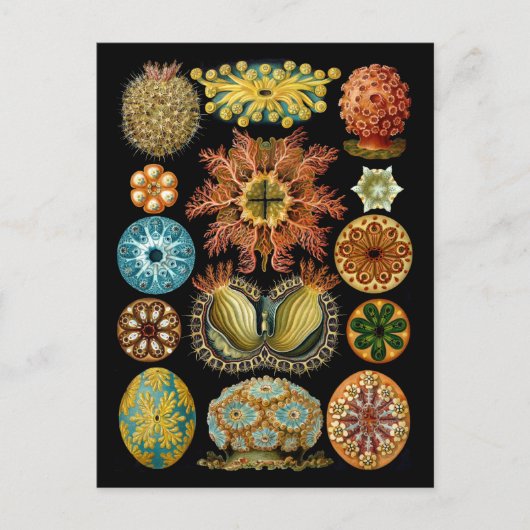 Ascidiacea Postkarte (Vorderseite)