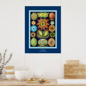 Ascidiae ~ Ernst Haeckel Poster (Küche)