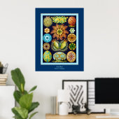 Ascidiae ~ Ernst Haeckel Poster (Heimbüro)