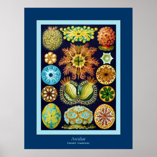 Ascidiae ~ Ernst Haeckel Poster (Vorne)