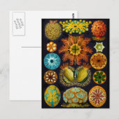 Ascidiae Postkarte (Vorne/Hinten)