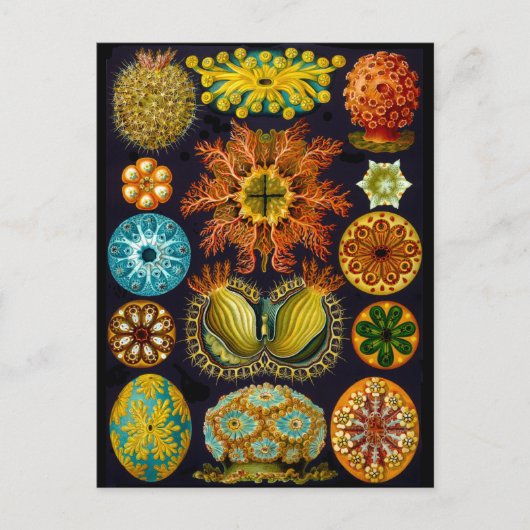 Ascidiae Postkarte (Vorderseite)
