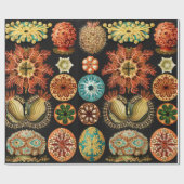 Ascidiae, Seescheiden Marine Life von Ernst Haecke Geschenkpapier (Flach)