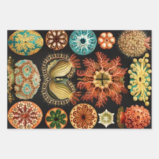 Ascidiae, Seescheiden Marine Life von Ernst Haecke Geschenkpapier Set (Vorderseite)