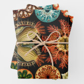 Ascidiae, Seescheiden Marine Life von Ernst Haecke Geschenkpapier Set (Beispiel)