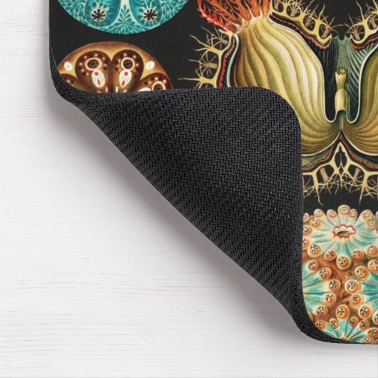 Ascidiae, Seescheiden Marine Life von Ernst Haecke Mousepad (Ecke)