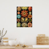 Ascidiae, Seescheiden Marine Life von Ernst Haecke Poster (Küche)