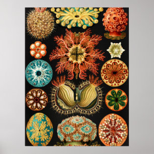 Ascidiae, Seescheiden Marine Life von Ernst Haecke Poster