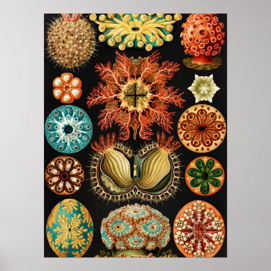 Ascidiae, Seescheiden Marine Life von Ernst Haecke Poster (Vorne)