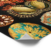 Ascidiae, Seescheiden Marine Life von Ernst Haecke Poster (Ecke)