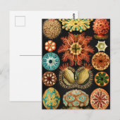 Ascidiae, Seescheiden Marine Life von Ernst Haecke Postkarte (Vorne/Hinten)