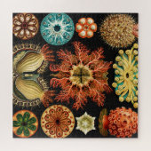 Ascidiae, Seescheiden Marine Life von Ernst Haecke Puzzle (Horizontal)