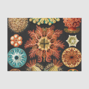 Ascidiae, Seescheiden Marine Life von Ernst Haecke Seidenpapier