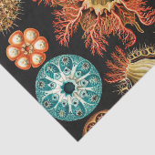 Ascidiae, Seescheiden Marine Life von Ernst Haecke Seidenpapier (Ausschnitt)