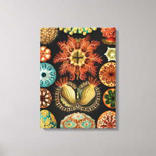 Ascidiae, Seescheiden Meeresleben von Ernst Haecke Leinwanddruck