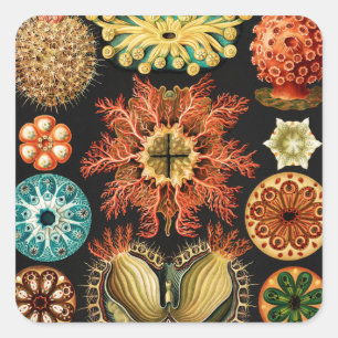 Ascidiae, Seescheiden Meeresleben von Ernst Haecke Quadratischer Aufkleber