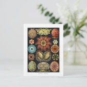 Ascidiae Starfish Sea Urchin Vintage Poster Postkarte (Stehend Vorderseite)