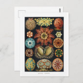 Ascidiae Starfish Sea Urchin Vintage Poster Postkarte (Vorne/Hinten)