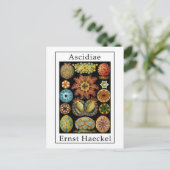Ascidiae von Ernst Haeckel Postkarte (Stehend Vorderseite)