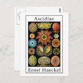 Ascidiae von Ernst Haeckel Postkarte (Vorne/Hinten)