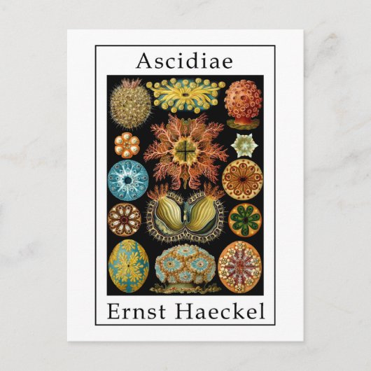 Ascidiae von Ernst Haeckel Postkarte (Vorderseite)
