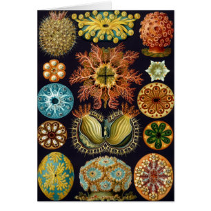 Ascidiae von Ernst Haeckel, Vintage Meereslebewese