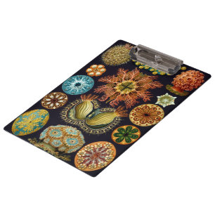 Ascidiae von Ernst Haeckel, Vintage Meereslebewese Klemmbrett