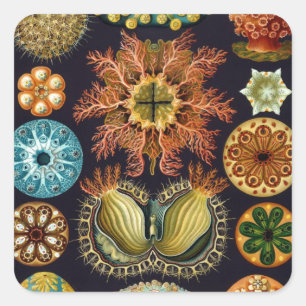 Ascidiae von Ernst Haeckel, Vintage Meereslebewese Quadratischer Aufkleber