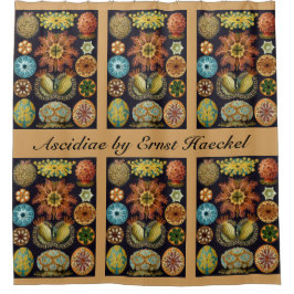 Ascidiae von Ernst Haeckel, Vintage Meerestiere Duschvorhang