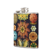 Ascidiae von Ernst Haeckel, Vintage Meerestiere Flachmann (Links)