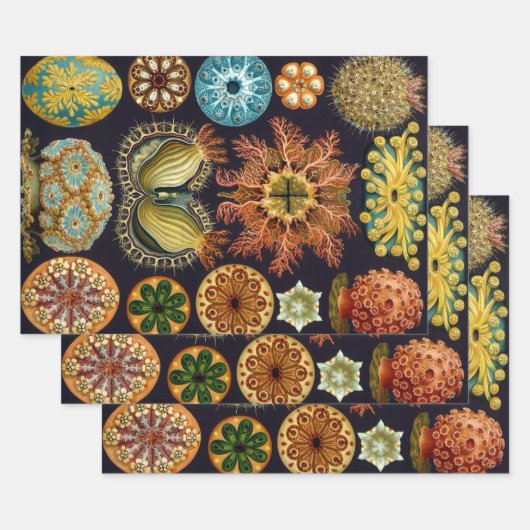 Ascidiae von Ernst Haeckel, Vintage Meerestiere Geschenkpapier Set (Set)