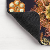Ascidiae von Ernst Haeckel, Vintage Meerestiere Mousepad (Ecke)