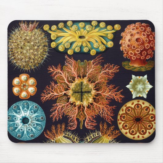 Ascidiae von Ernst Haeckel, Vintage Meerestiere Mousepad (Vorne)