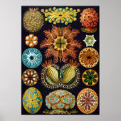 Ascidiae von Ernst Haeckel, Vintage Meerestiere Poster (Vorne)