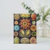 Ascidiae von Ernst Haeckel, Vintage Meerestiere Postkarte (Stehend Vorderseite)